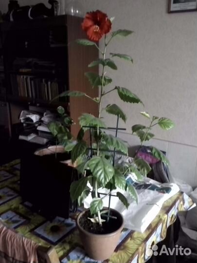 Китайская роза