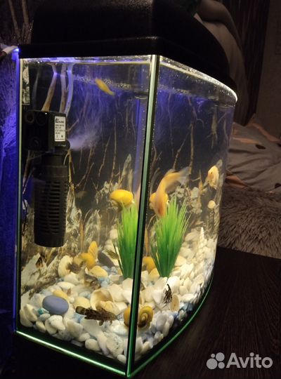 Аквариум