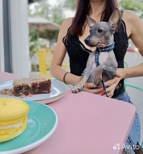 Американский Голый Терьер