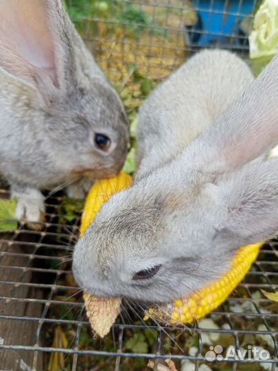 Кролик. Обмен