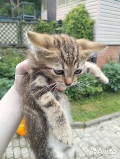 Котёнок 1 месяц