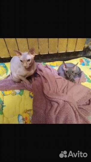 Донской сфинкс котята