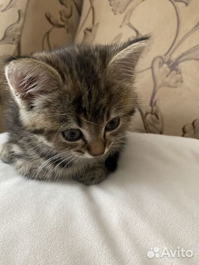 Кошечка 1,5 месяца