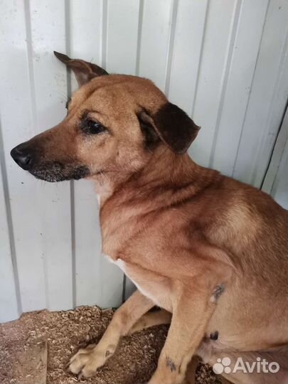 Человек, спасите собачек с чёрного приюта