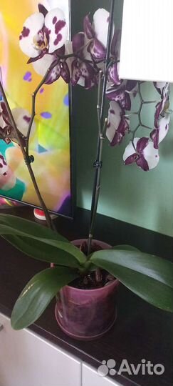 Орхидея фаленопсис