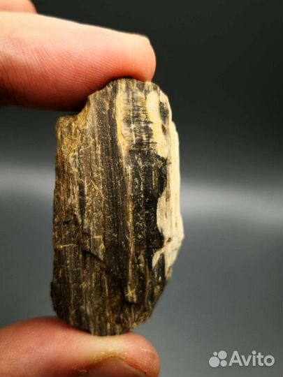 Окаменелые деревья, 4 шт