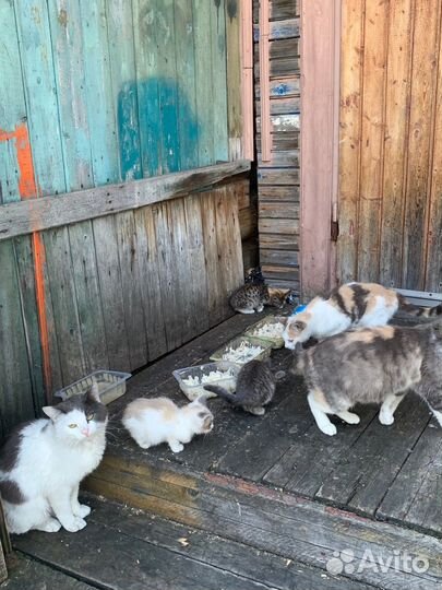 Котята в добрые руки