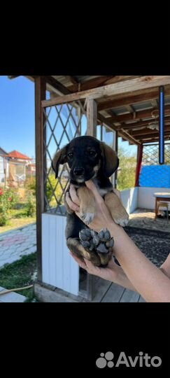 Собака щенок курцхар