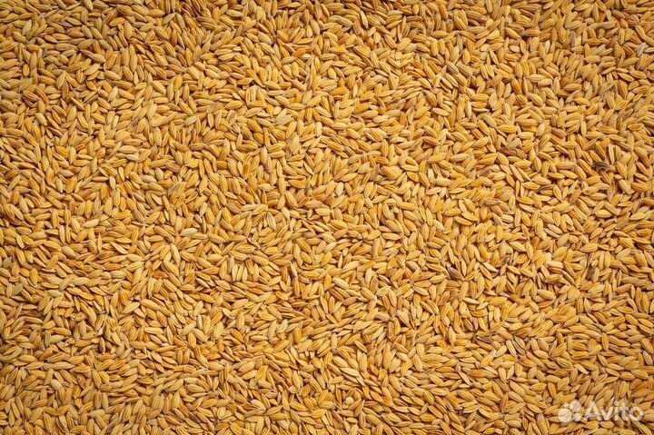 Пшеница ячмень в мешках