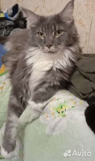 Ветеринарные услуги