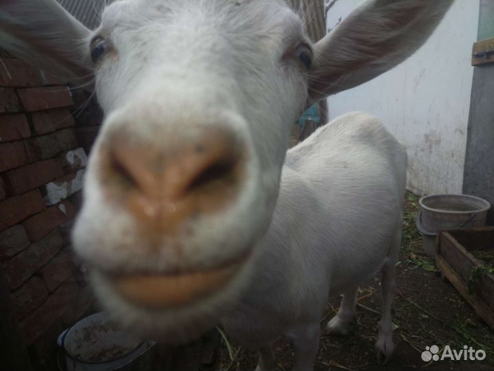 Коза дойная