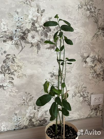 Лимонное дерево