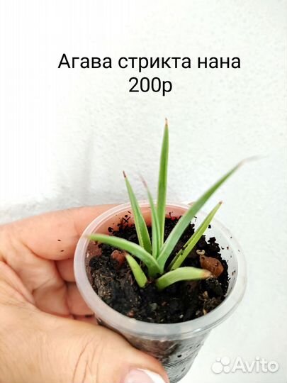 Суккуленты Кактусы