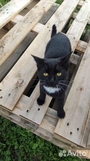 Котенок девочка