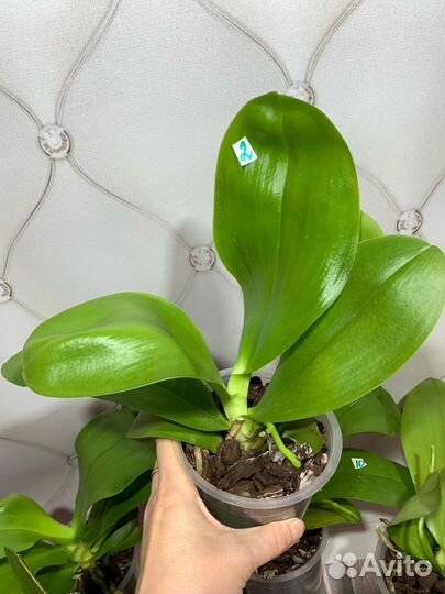 Лиодоро орхидея фаленопсис