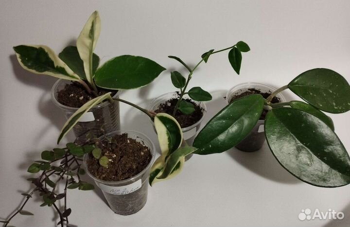 Набор хойи подарок каллизия