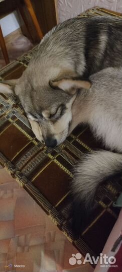 Собака в добрые руки