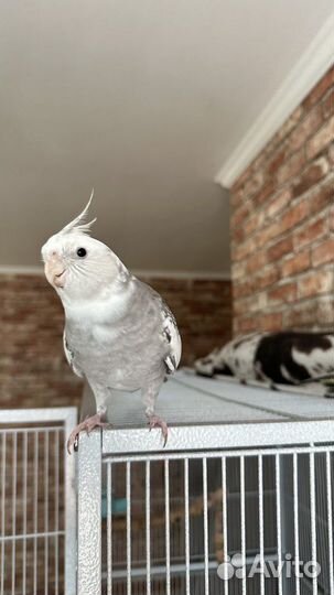 Попугаи Корелла