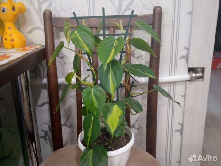 Филадендрон