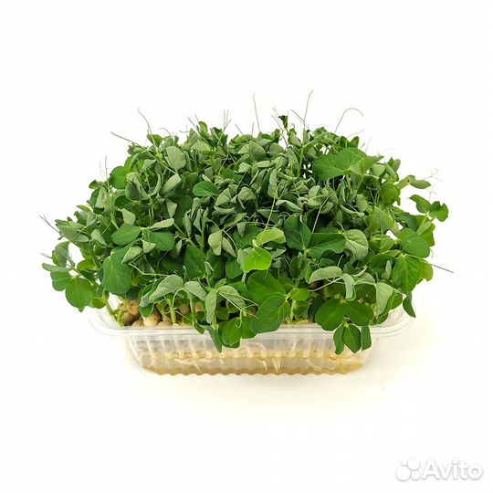 Микрозелень Набор для выращивания эко ферма