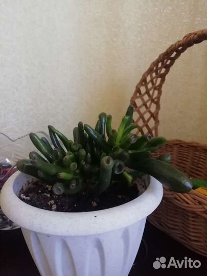 Крассула толстянка