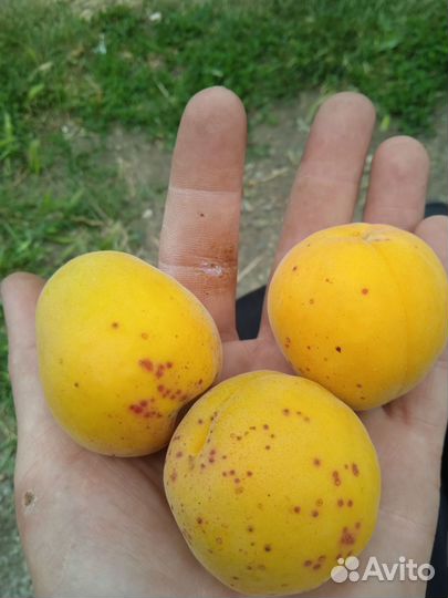 Абрикос,тутовник