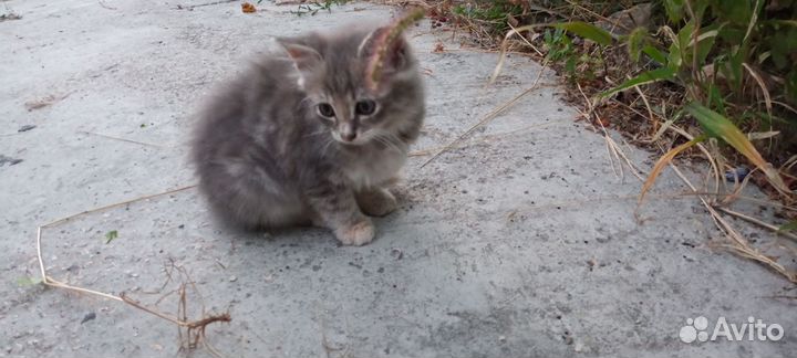 Котëнок который приносит радость
