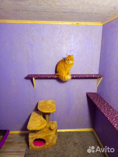 Зоогостиница