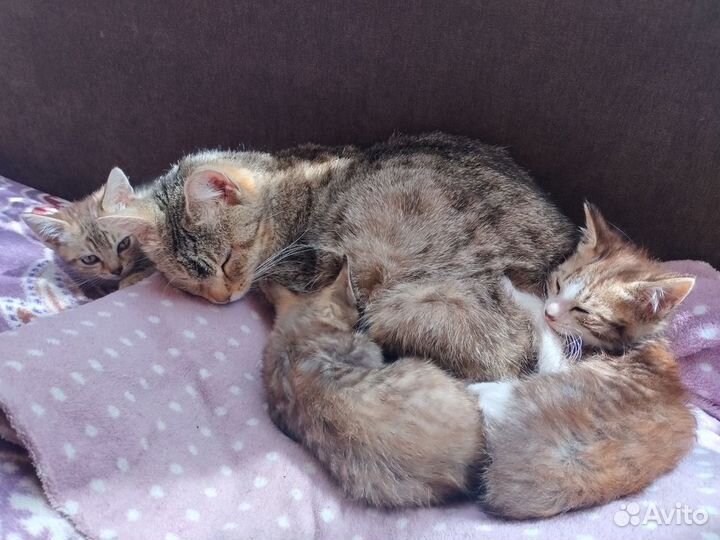 Котята в добрые руки