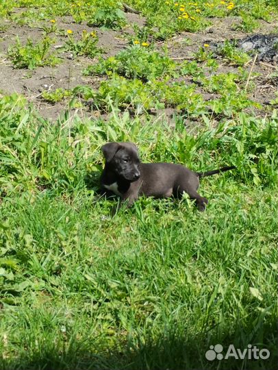 Смесь с питбулем отдам в добрые руки