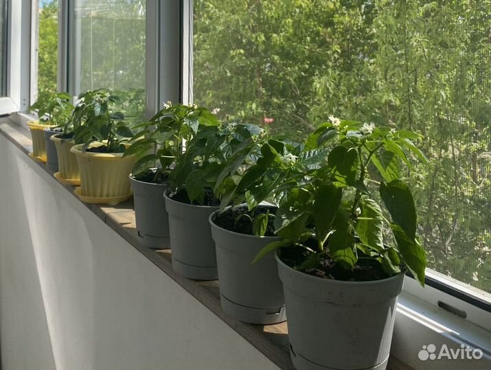 Острый перчик рассада