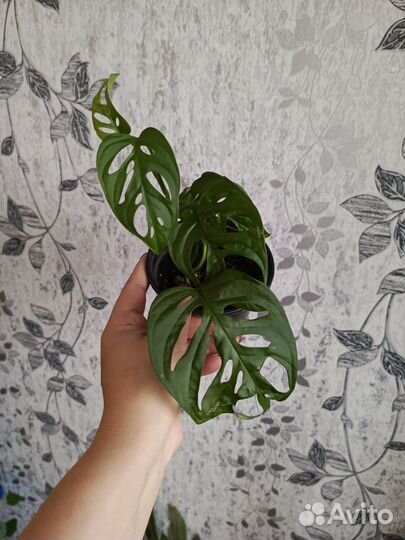 Монстера обликва и филодендрон