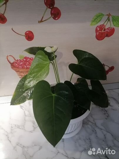 Комнатные цветы антуриум