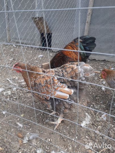 Семьи породной птицы