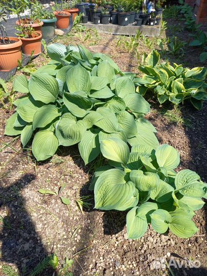 Хоста растение