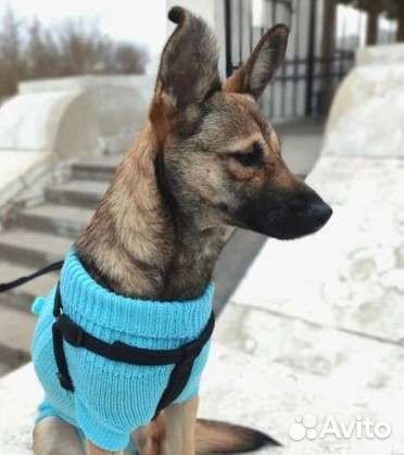 Домашние животные собаки бесплатно