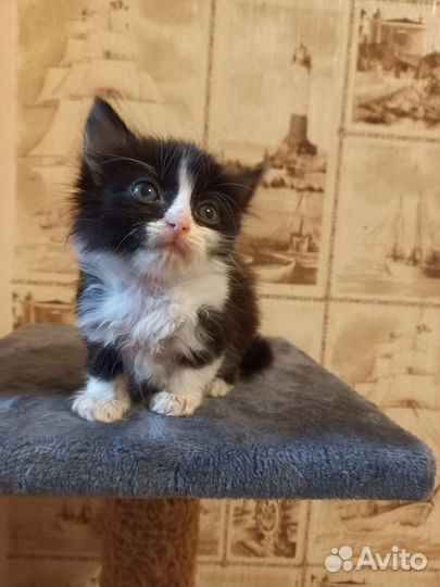 Котенок мальчик