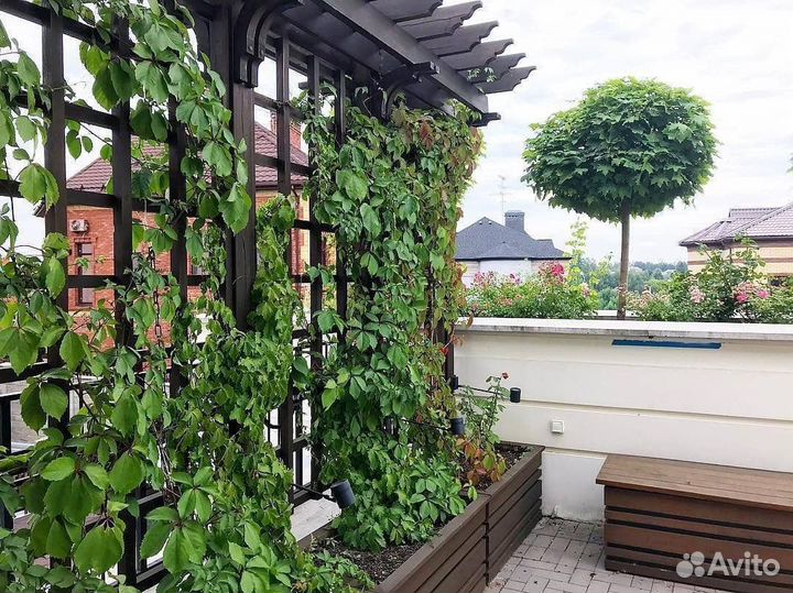 Клен остролистный