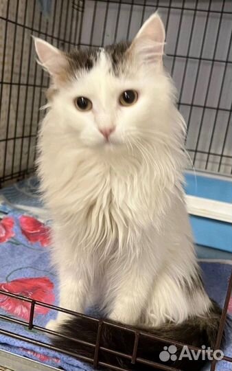Славный пушистый котик в поисках дома