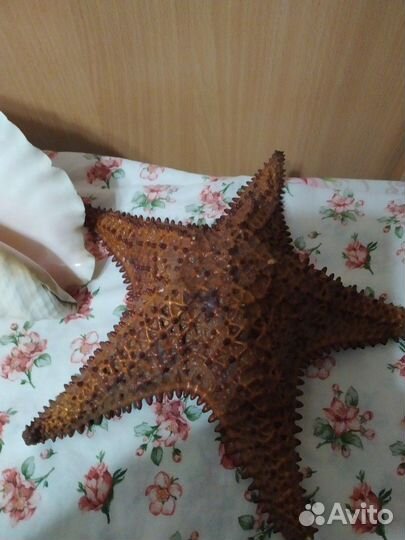 Морская звезда и ракушка