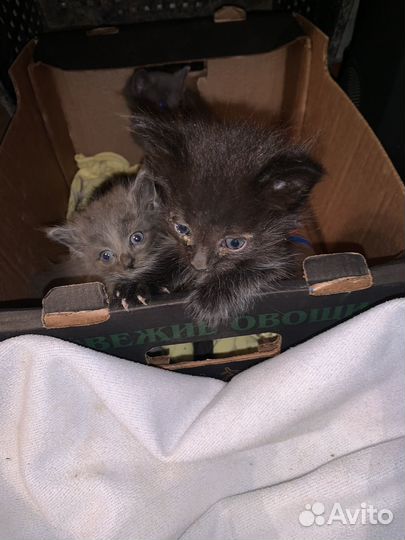 Кошка в дар бесплатно