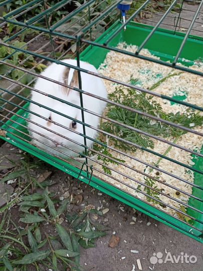 Отдам кролика