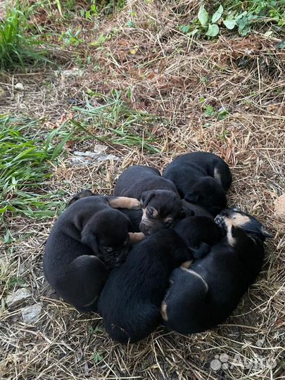 Щенок в добрые руки бесплатно