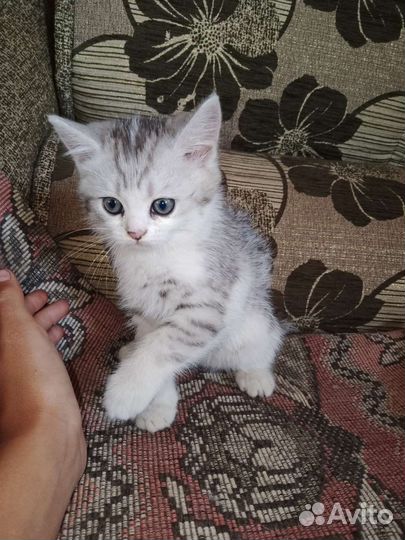 Кошка в дар бесплатно
