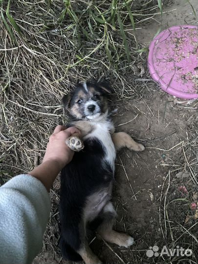 Щенок мальчик в добрые руки