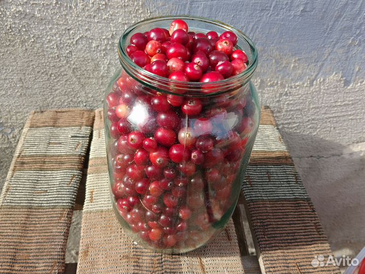 Клюква свежая