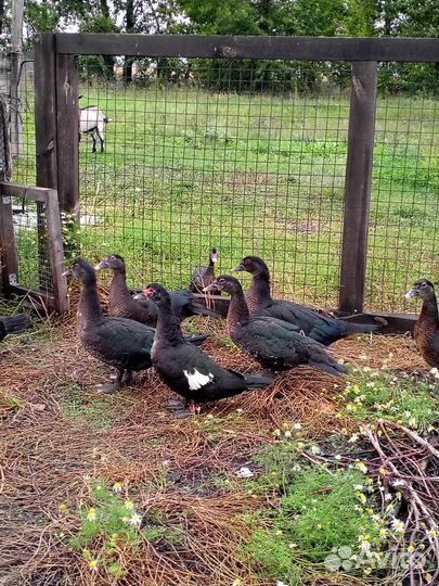 Индоутки индоутята