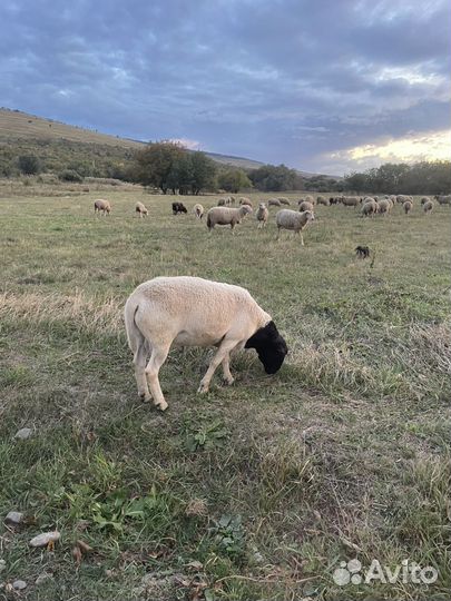 Овцы бараны