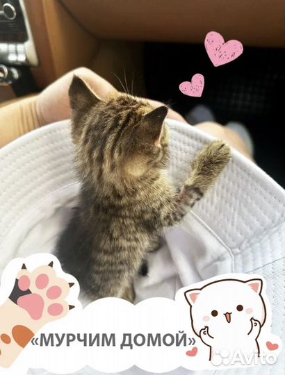 Я Котенок Шалфей, ищу тебя