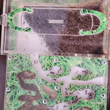 Муравьиная ферма с муравьями